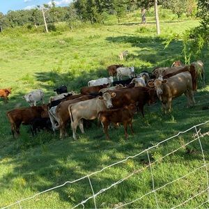 Meet your Posher, Hunter